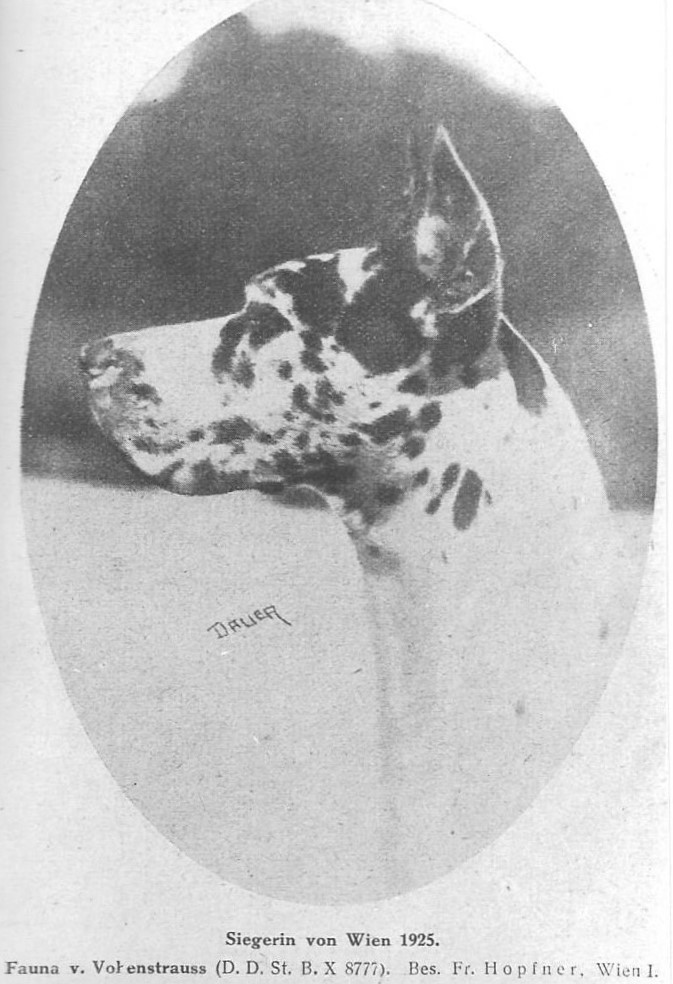 Fauna v Vohenstrauss